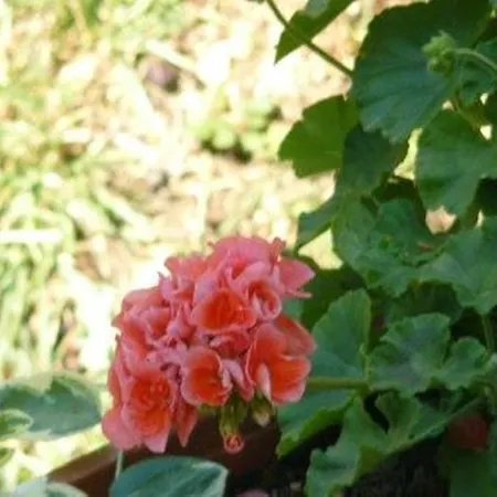 Trogirsunset - Since 2000 تروغير